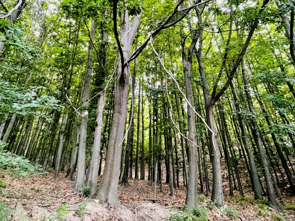 Percorsi Trekking Sensa Sprescia